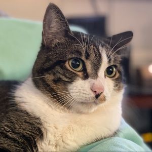 Meet your Posher, Britney